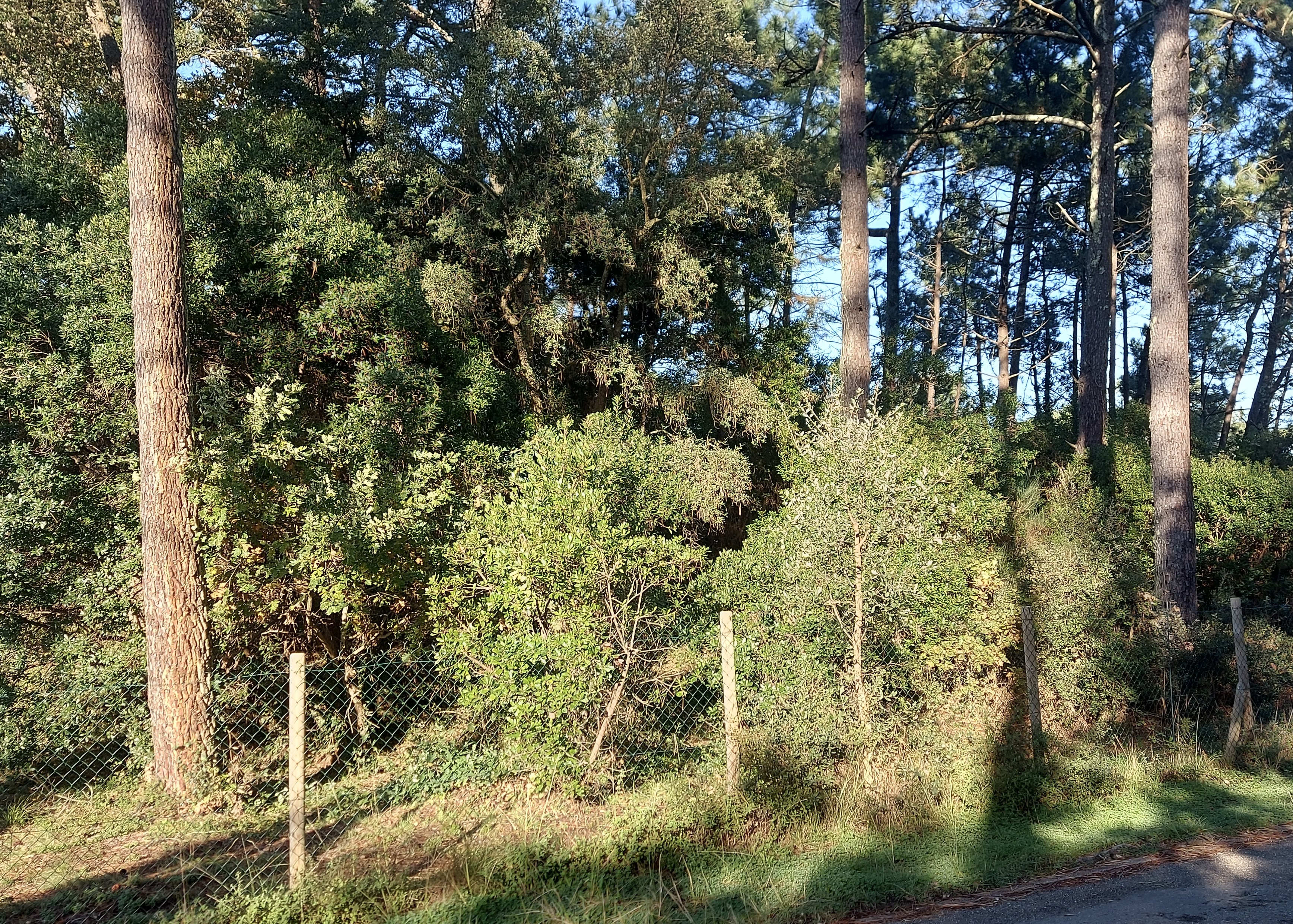 VENDU PAR NOTRE EQUIPE - "Agoura Hills Estate" Capbreton plage &agrave; 300m., sous les pins &amp; &agrave; l&rsquo;abri du vent, beau terrain &agrave; b&acirc;tir de 1100m2 avec toute viabilit&eacute;, environnement calme et r&eacute;sidentiel.