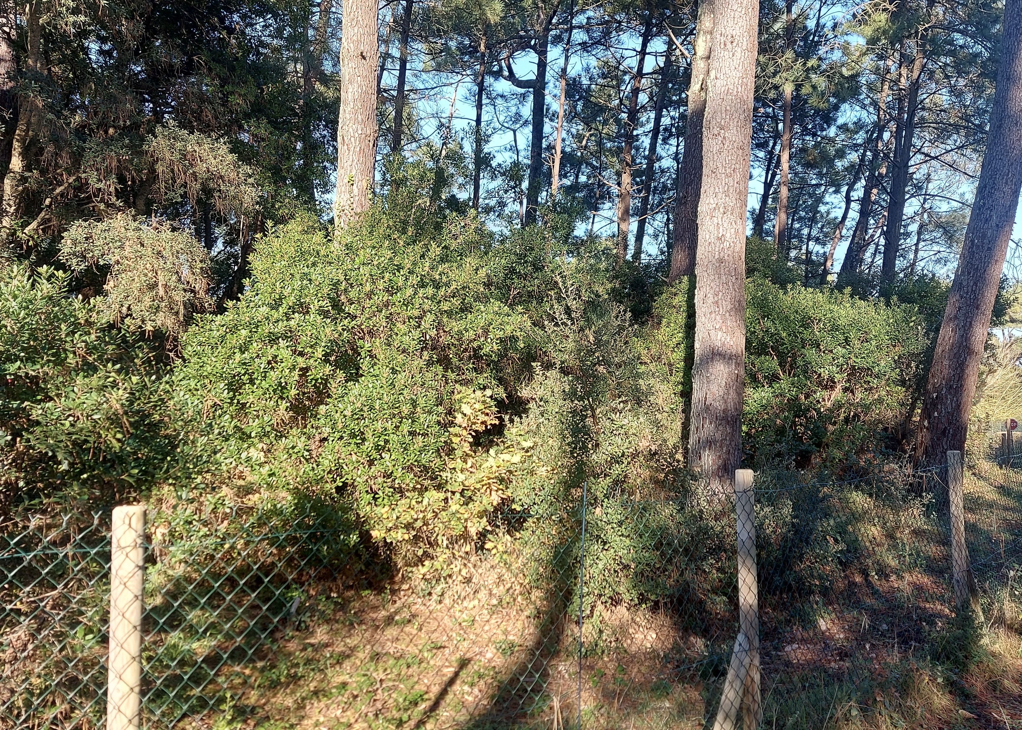 VENDU PAR NOTRE EQUIPE - "Agoura Hills Estate" Capbreton plage &agrave; 300m., sous les pins &amp; &agrave; l&rsquo;abri du vent, beau terrain &agrave; b&acirc;tir de 1100m2 avec toute viabilit&eacute;, environnement calme et r&eacute;sidentiel.