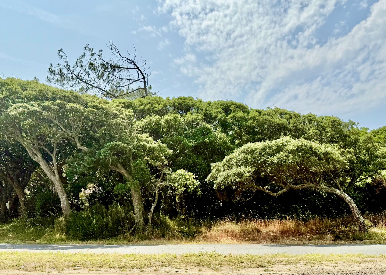 VENDU PAR NOTRE &Eacute;QUIPE, "Hollister Ranch" Hossegor Entre Lac &amp; Mer, Le seul lot de terrain &agrave; b&acirc;tir disponible dans ce quartier si recherch&eacute;, 2217 m2 avec toute viabilit&eacute; (eau, &eacute;lectricit&eacute;, tout &agrave; l&rsquo;&eacute;gout, t&eacute;l&eacute;phone).&nbsp;Pr&ecirc;t &agrave; construire, magnifique clairi&egrave;re existante pour construction sans coupe d&rsquo;arbre (site prot&eacute;g&eacute; SPR), tout en profitant d&rsquo;une v&eacute;g&eacute;tation luxuriante sur la parcelle